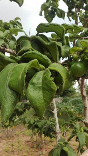 Velvet Wild-Medlar