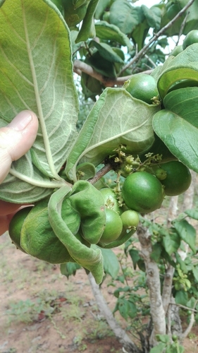 Vangueria infausta subsp. infausta image