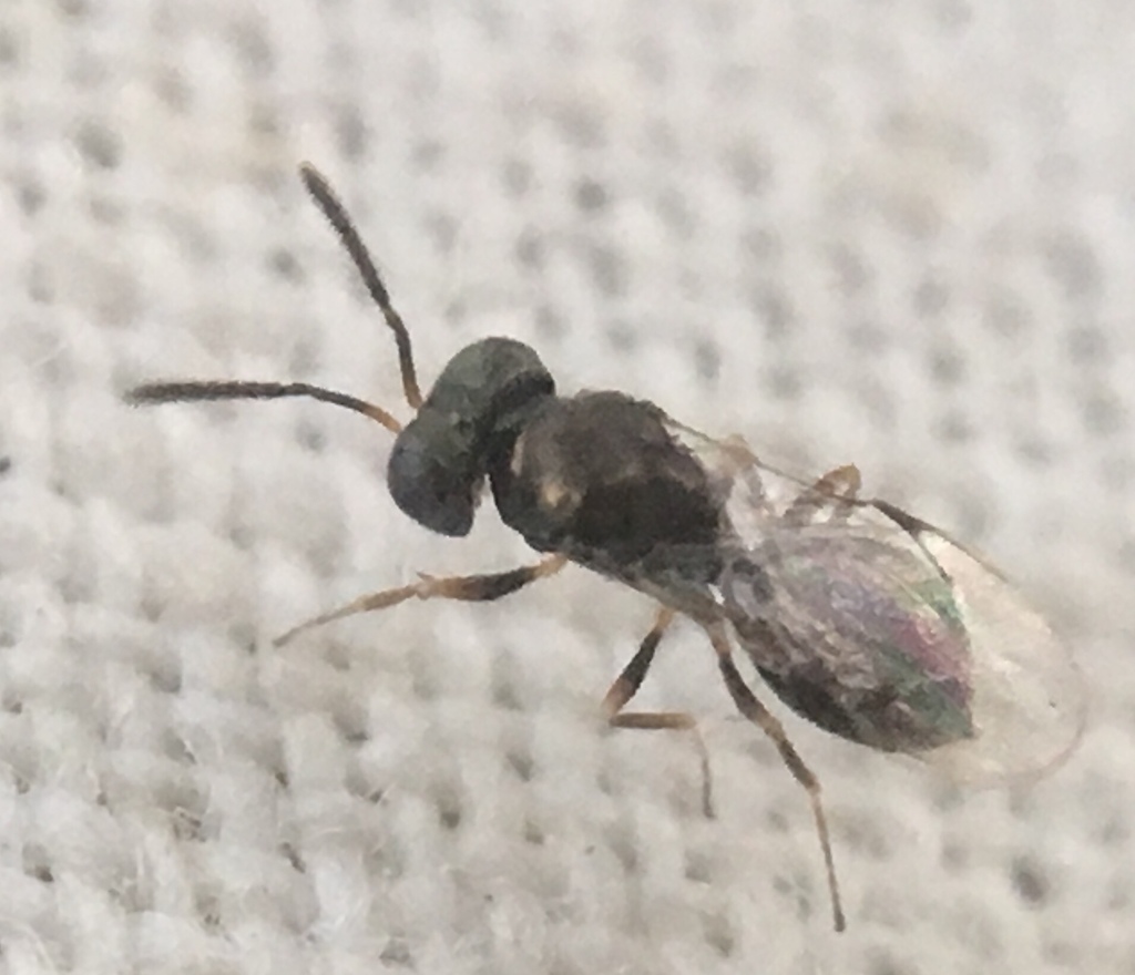 Pachyneuron muscarum