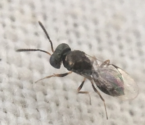 Pachyneuron muscarum