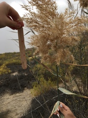 Phragmites australis