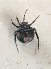 Latrodectus renivulvatus