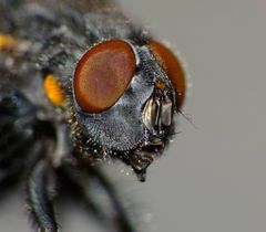 Ptilonesia auronotata