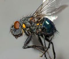 Ptilonesia auronotata