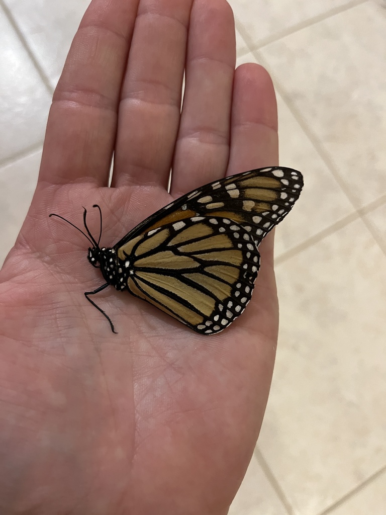 Monarch from Sunset Dr, Norman, OK, US on August 28, 2023 at 09:23 AM ...