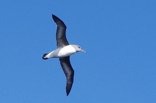 Thalassarche chrysostoma