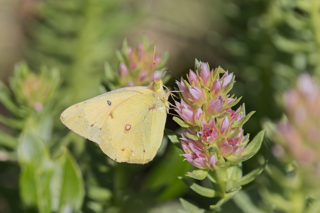 Orange Sulphur from Santa Fe County, NM, USA on July 26, 2023 at 1211