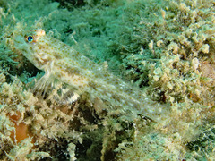 Macrodontogobius wilburi