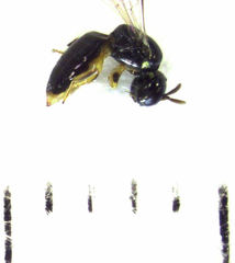 Euryglossina hypochroma