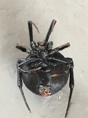 Latrodectus renivulvatus