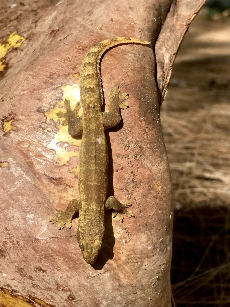 Dumeril's Tropical Gecko