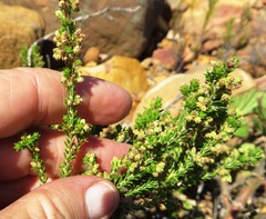Erica serrata