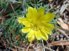 Adonis apennina