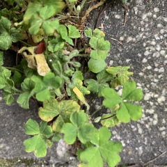 Oxalis corniculata