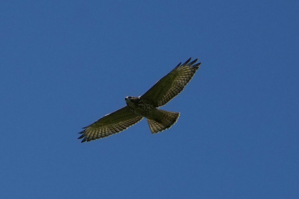 Broad-winged Hawk from Leeds and Grenville United Counties, ON, Canada ...