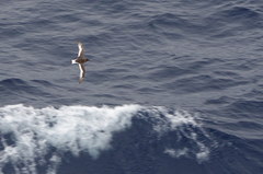 Thalassoica antarctica