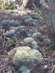 Cladonia evansii