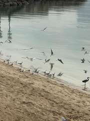 Chroicocephalus ridibundus