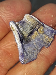 Austrobalanus imperator