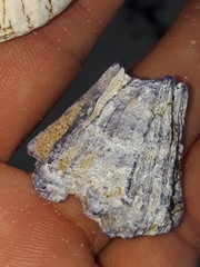 Austrobalanus imperator