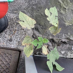 Broussonetia papyrifera