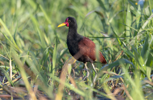 Jacana jacana peruviana