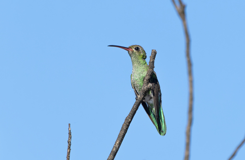 Green-tailed Goldenthroat