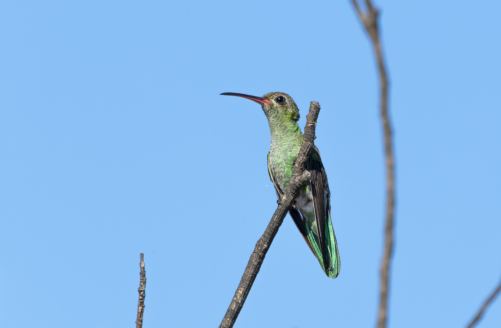 Green-tailed Goldenthroat (Polytmus theresiae), photo 2