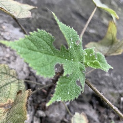 Broussonetia papyrifera