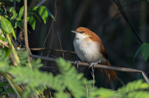 Red-and-white Spinetail (Certhiaxis mustelinus), photo 8