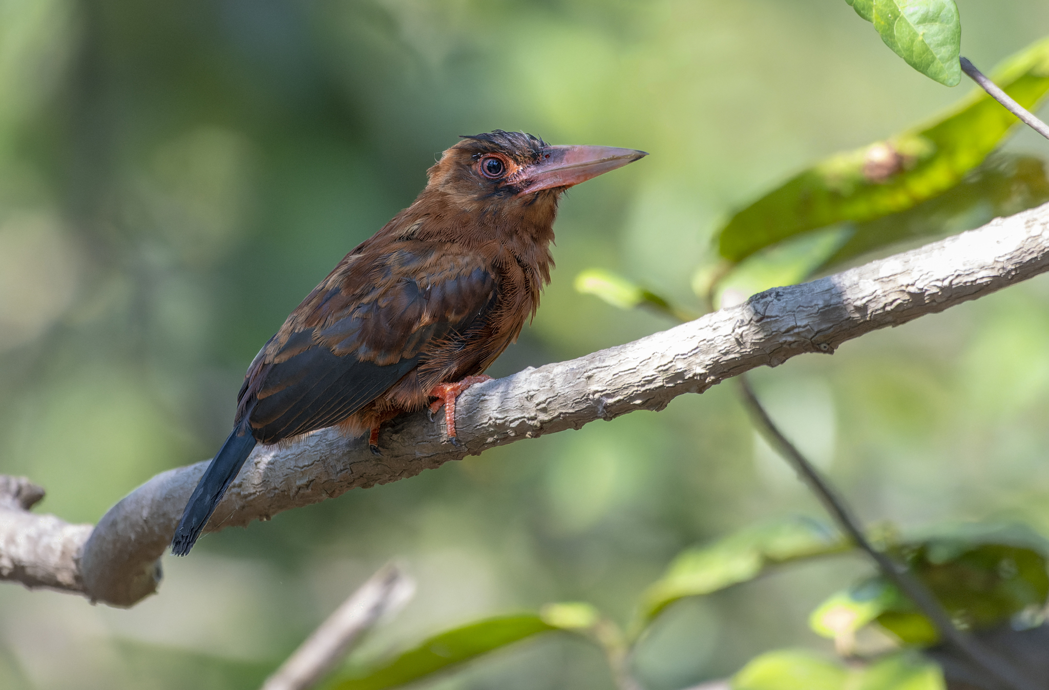 Purus Jacamar (Galbalcyrhynchus purusianus), photo 10