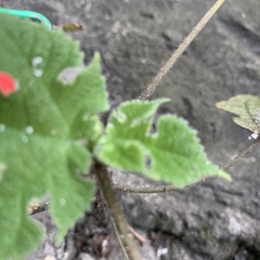 Broussonetia papyrifera