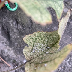 Broussonetia papyrifera