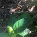 Psychotria punctata - Photo (c) Jennifer Possley, algunos derechos reservados (CC BY-NC), uploaded by Jennifer Possley
