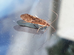 Annulipalpia