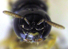 Euryglossina hypochroma