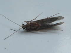 Annulipalpia