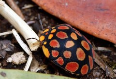 Steganocerus multipunctatus