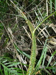 Calamus moti