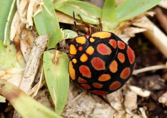 Steganocerus multipunctatus