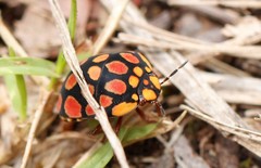 Steganocerus multipunctatus