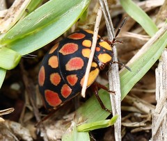 Steganocerus multipunctatus