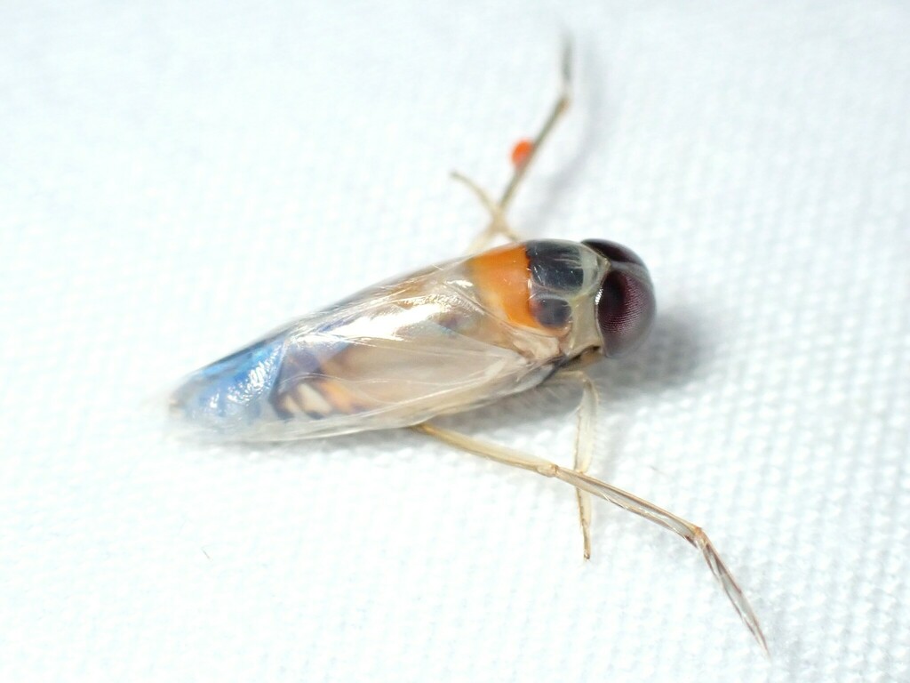 Buenoa from Clayton County, IA, USA on August 15, 2023 at 0847 PM by