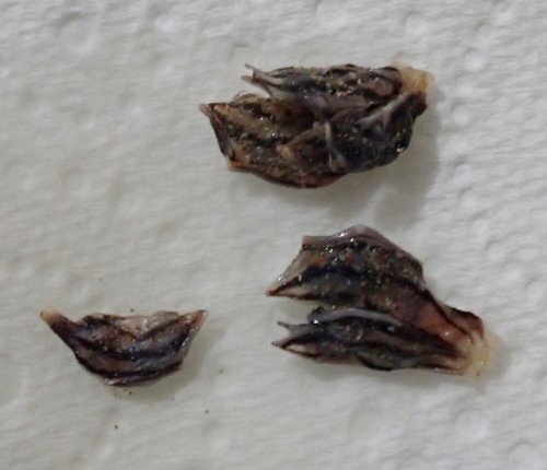 Conchoderma virgatum