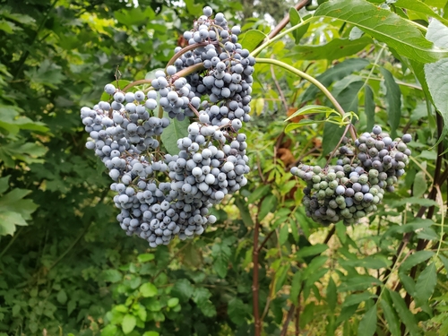 Sambucus cerulea