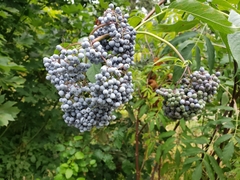 American Elderberry (Sambucus canadensis)