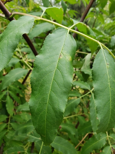 Sambucus cerulea