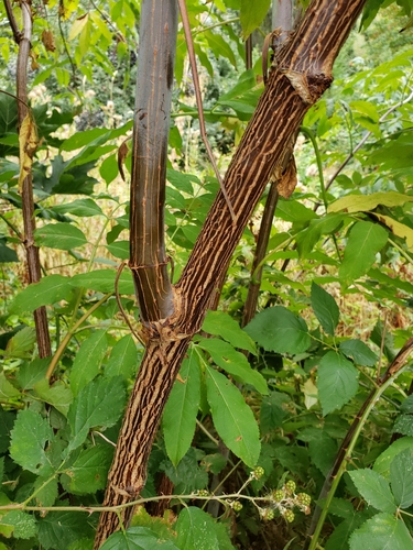 Sambucus cerulea