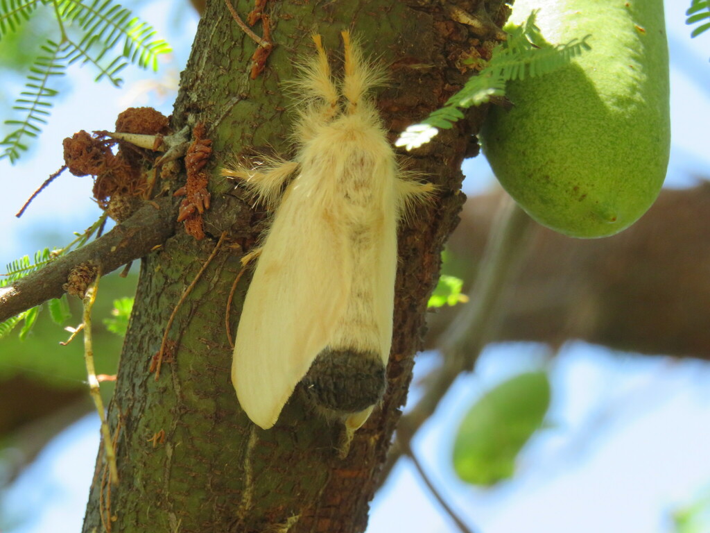Tolype guentheri