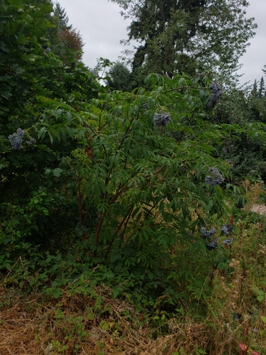 Sambucus cerulea